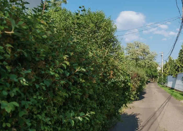 Authentic Dacha 度假居